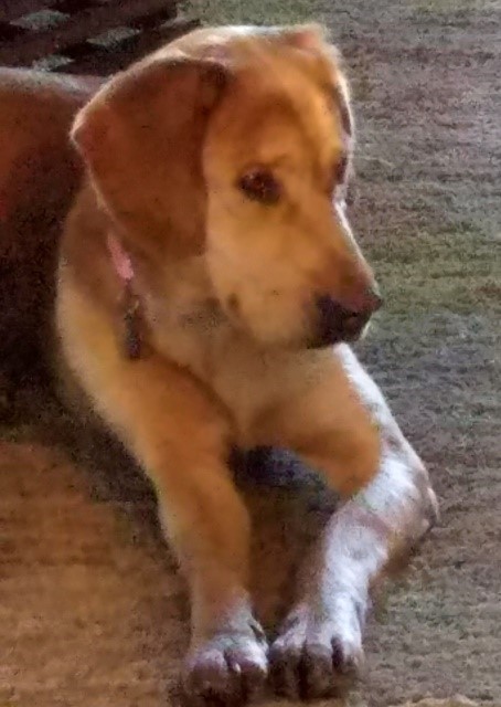 Opher's dog